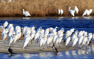[K-Geography] Flock of egrets out in the sun in Gangneung