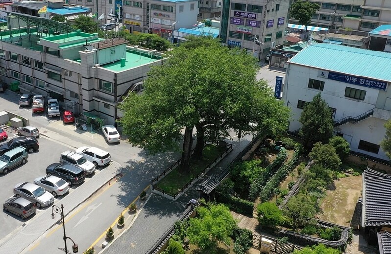 높이 14.6ｍ·500살 '정선 봉양리 뽕나무' 천연기념물 지정