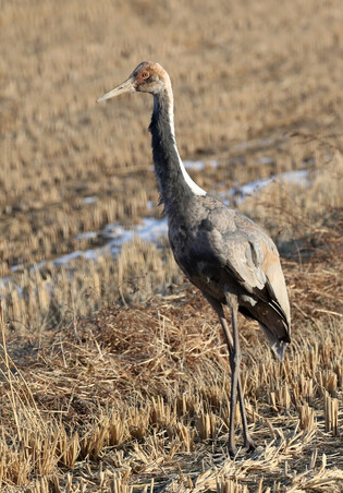 [K-Geography] Lonely white-naped crane looking for food