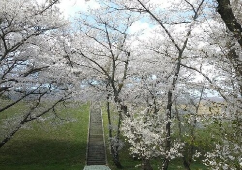 50년 넘게 폐쇄된 진해 웅동수원지 벚꽃, 올봄에는 본다