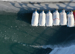 Ducks stuck in ice