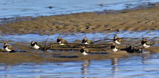 [K-Geography] Northern lapwings endure cold standing on one foot