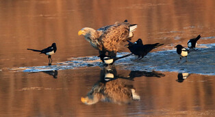 [K-Geography] Eagle and magpies fighting for fish