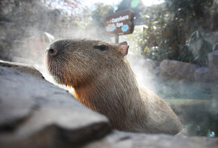 [K-Geography] Capybaras enjoy hot bath