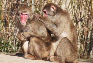 [K-Geography] Japanese macaques in warm sunlight