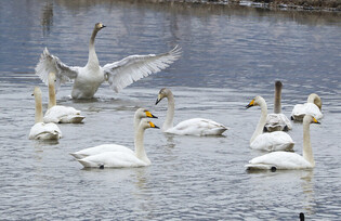 [K-Geography] Whooper swans on lake