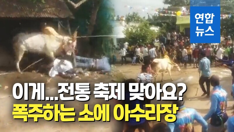 [영상] 인도서 흥분한 소발길질에 50여명 부상