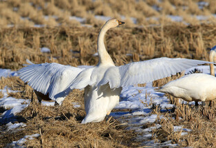 [K-Geography] Whopper swan family