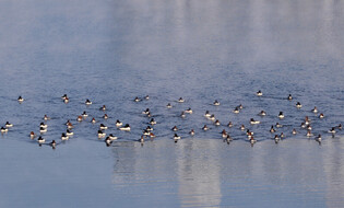[K-Geography] Goosanders swimming in River