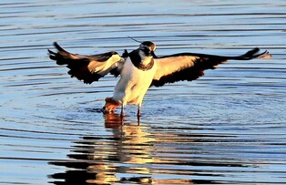 [K-Geography] Northern lapwing flapping with wings