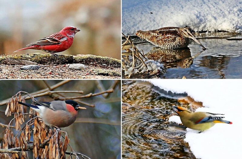 "광릉숲 겨울 철새 감상하세요"…매일 선착순 15명