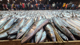 [K-Geography] 150,000 mackerels up for auction