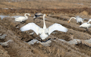 [K-Geography] Tundra swans and White-naped cranes