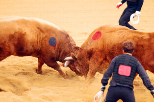 [K-Geography] Opening of Cheongdo bullfighting