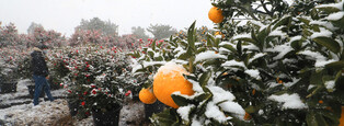 [K-Geography] Camellia flowers buried in heavy snow