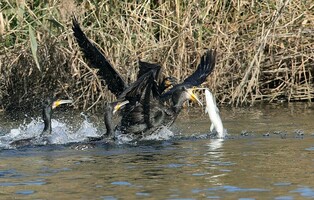 [K-Geography] Cormorants fighting for food