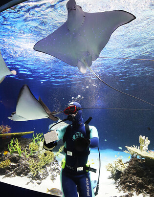 [K-Geography] Dancing with Stingray