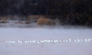 [K-Geography] Egrets resting in water fog in cold wave