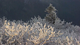 [K-Geography] Korean Fir spotted around S.Korea