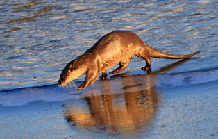 [K-Geography] Wandering otter at dawn