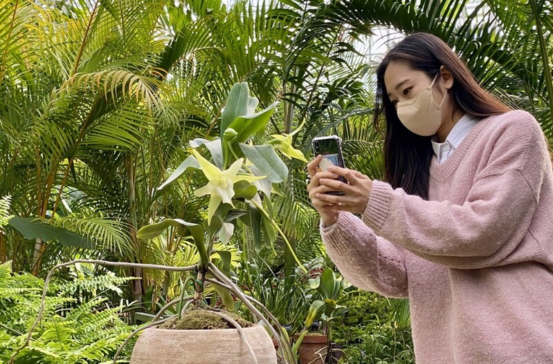 [픽! 세종] 국립세종수목원서 '다윈난' 꽃 활짝