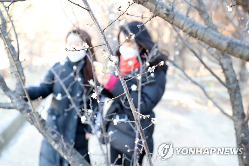 봄꽃이 벌써…한겨울 추위에도 꽃 핀 포항 매화나무