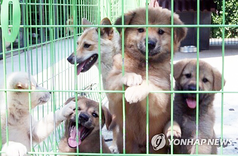 [팩트체크] 실종 동물 잘 찾는 전문 탐정이 있다?