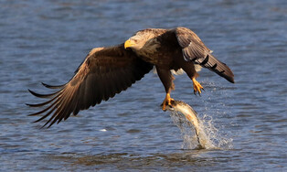 [K-Geography] White-tailed eagle catching fish