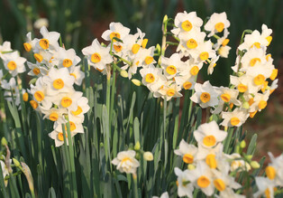 [K-Geography] Narcissus in bloom
