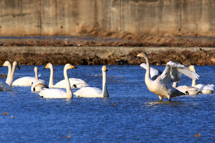 [K-Geography] Tundra swans looking for prey