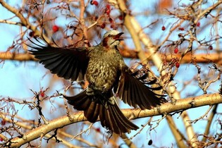 [K-Geography] Brown-eared bulbul flapping wings