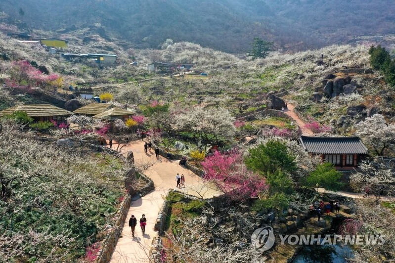 광양매화축제 3년째 취소…"매실농가 소득 보전 지원"
