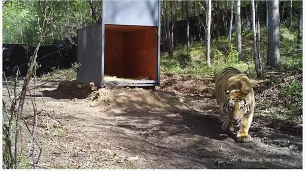 중국 야생 백두산 호랑이 하루 8.9㎞ 이동