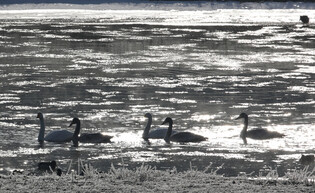 [K-Geography] Migrating whooper swans create scenery of ink wash painting