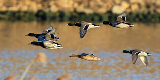 [K-Geography] Mallards taking flight