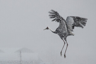 [K-Geography] Migrant cranes