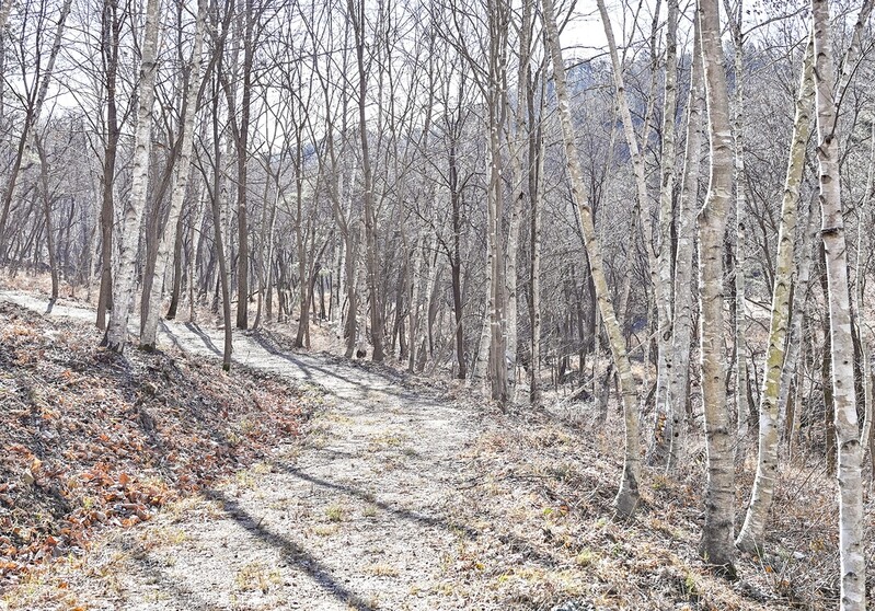 원주 섬강 자작나무숲 명품 둘레길 4.5㎞ 개통
