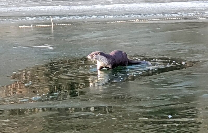 예산 예당호에서 천연기념물 수달 발견