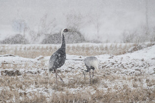 Migrant cranes