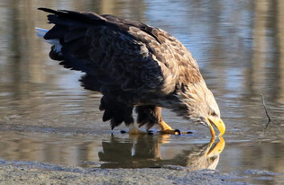 [K-Geography] White-tailed eagle rinsing its mouth out
