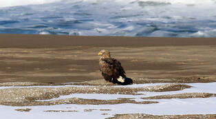 [K-Geography] White-tailed eagle resting on a sandbank