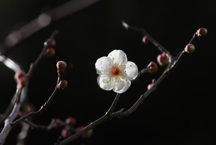 [K-Geography] Unseasonal bloom