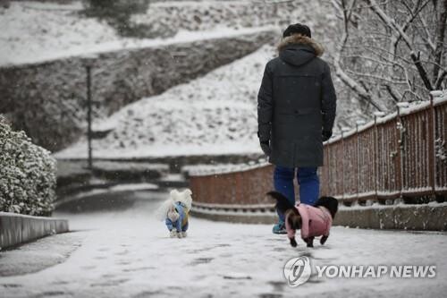[팩트체크] 제설제 염화칼슘이 강아지에게 화상 입힌다?