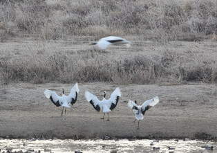 [K-Geography] A group of red-crowned cranes