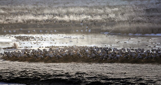 [K-Geography] Migrant cranes