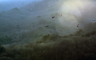 [K-Geography] A group of white-naped cranes and red-crowned cranes flying