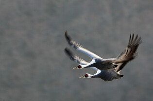 [K-Geography] White-naped cranes flying