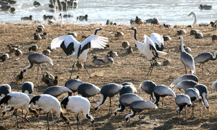 [K-Geography] Season of love for dancing cranes