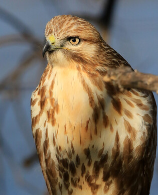 [K-Geography] Buzzard looking for prey