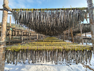 [K-Geography] Drying Pollock for 'hwangtae'